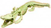 Сборная модель Eastcolight Science Time Скелет крокодила