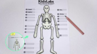 Научный набор 4M Kidz Labs Юный врач Скелет Человека