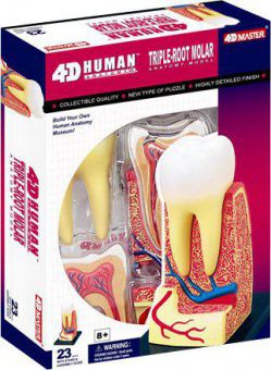 Анатомическая модель 4D Master Зуб человека